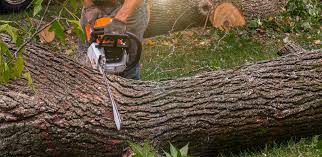 How Our Tree Care Process Works  in  Rainbow, CA