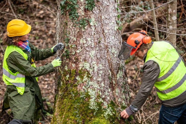 Reliable Rainbow, CA Tree Care Solutions